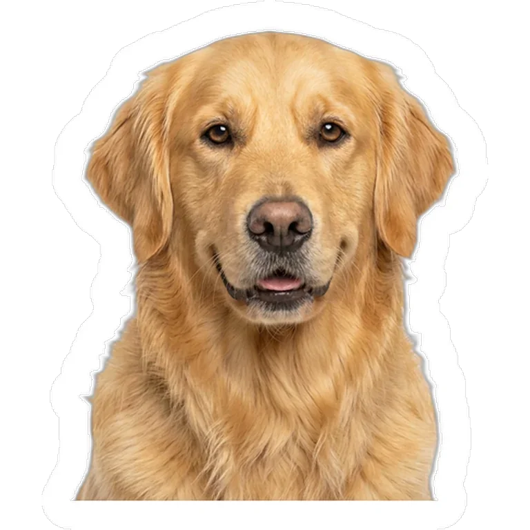 Hunddekal med eget foto – golden retriever